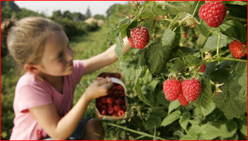 Loisirs Cueillette fraises, framboises, cerises, ...