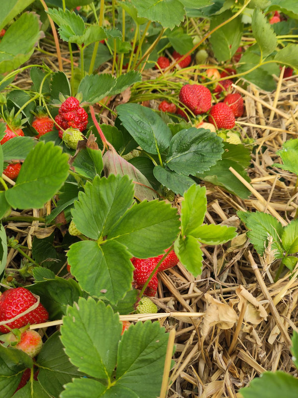 Loisirs Cueillette Fraises bio