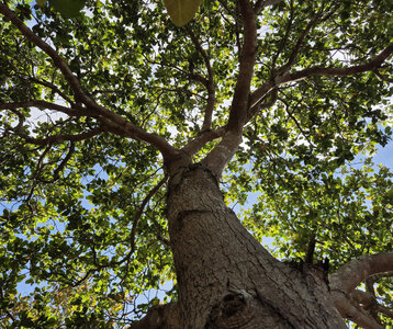Loisirs Sortie Au pied mon arbre »