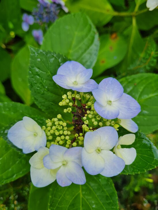 Loisirs Visite jardin