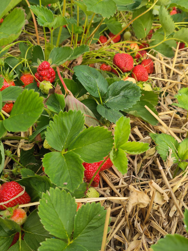 Loisirs Cueillette Fraises bio