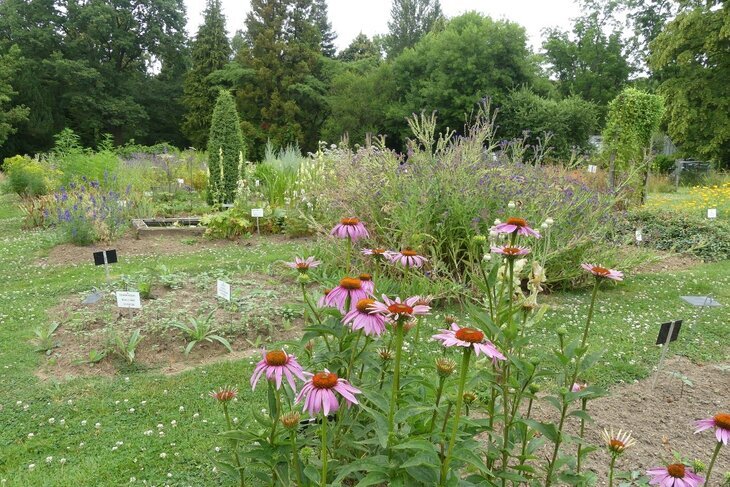 Loisirs Visite guidée thématique Les plantes médicinales