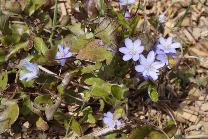 Loisirs Visite guidée thématique  Les fleurs leurs noms 