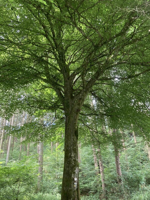 Loisirs Balade Nature autour arbres remarquables
