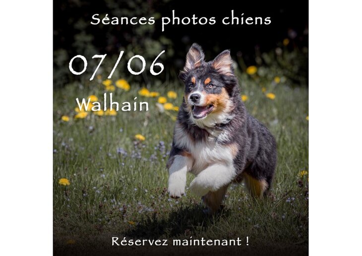 Loisirs Séances photos pour chiens Alain Thimmesch