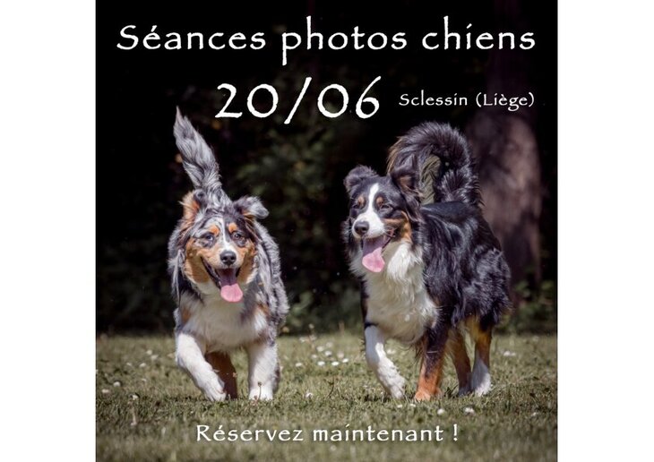 Loisirs Séances photos chiens dans l action (sur terrain clôturé) Alain Thimmesch