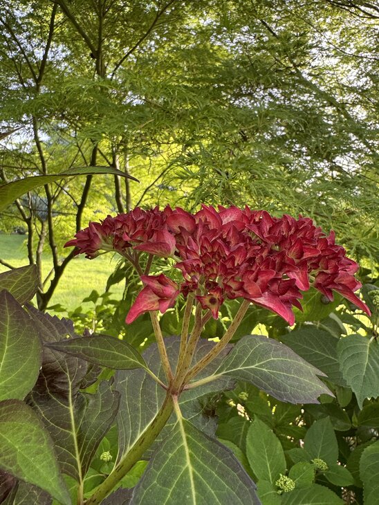 Loisirs Un jardin découvrir cœur Pays Collines