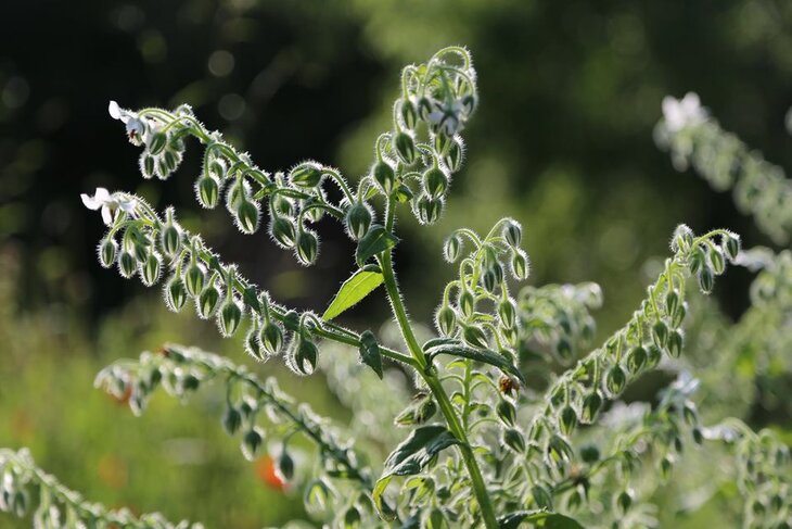 Loisirs Balade plantes comestibles médicinales