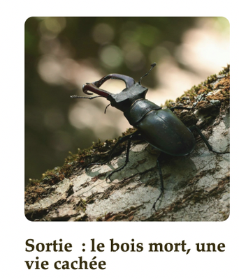 Loisirs Sortie le bois mort, vie cachée