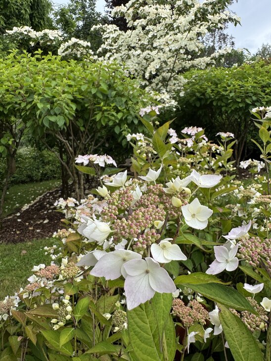 Loisirs Un jardin découvrir  « Les Sentes l’Hydrangée »