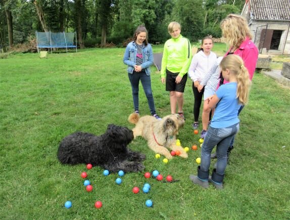 Stages,cours Stage chiens enfants pendant grandes vacances juillet