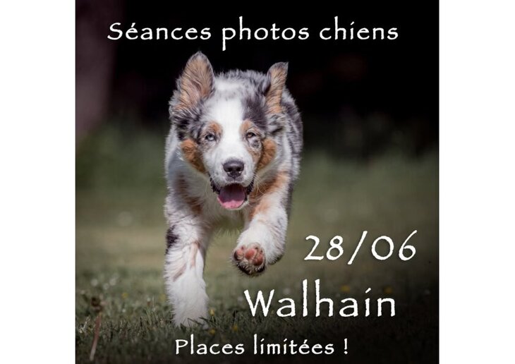 Loisirs Séances photos pour chiens Alain Thimmesch