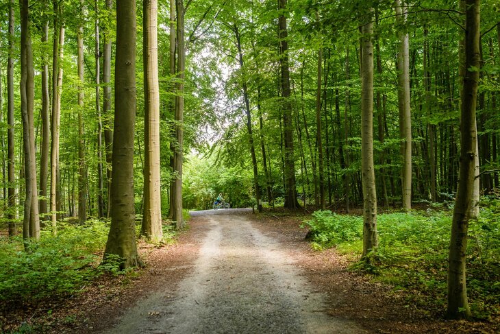 Loisirs Le hêtre, pilier la cathédrale Forêt Soignes