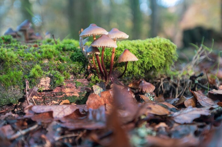 Loisirs Forêt Soignes : champignons, spores compétition