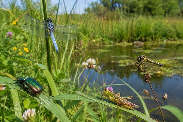 Loisirs Ailes, couleurs reflets Jardin Massart