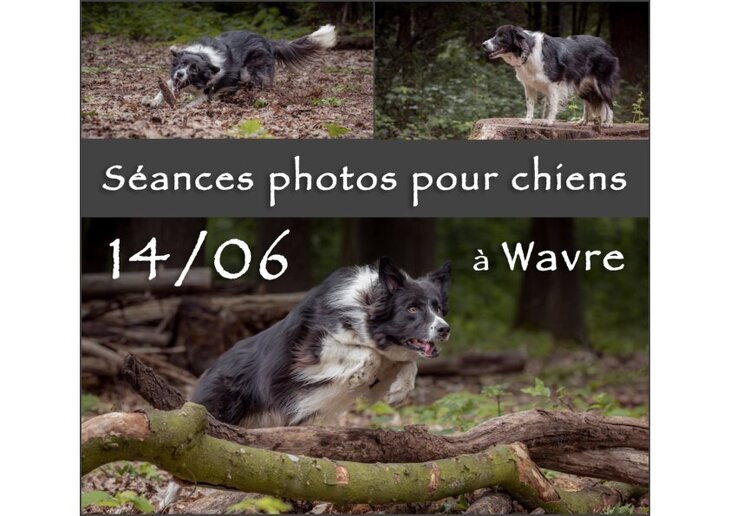 Loisirs Séances photos pour chiens Bois Beumont