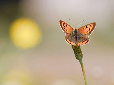 Loisirs COMPLET Créa’nature : initiation la photographie naturaliste
