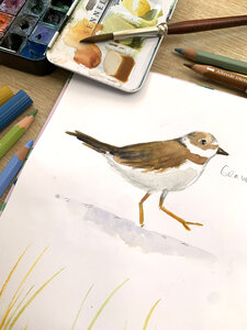 Stages,cours Atelier d’été : initiation l’aquarelle découverte la biodiversité locale