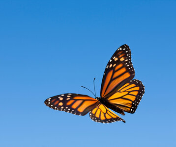 Loisirs Minute papillon !