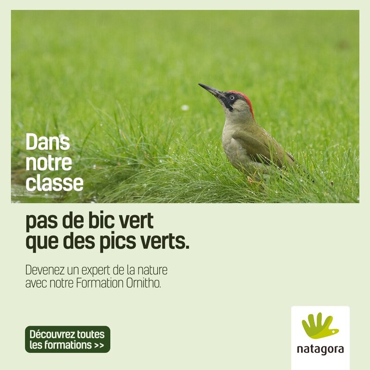 Stages,cours Formations naturalistes pour adultes l ornithologie