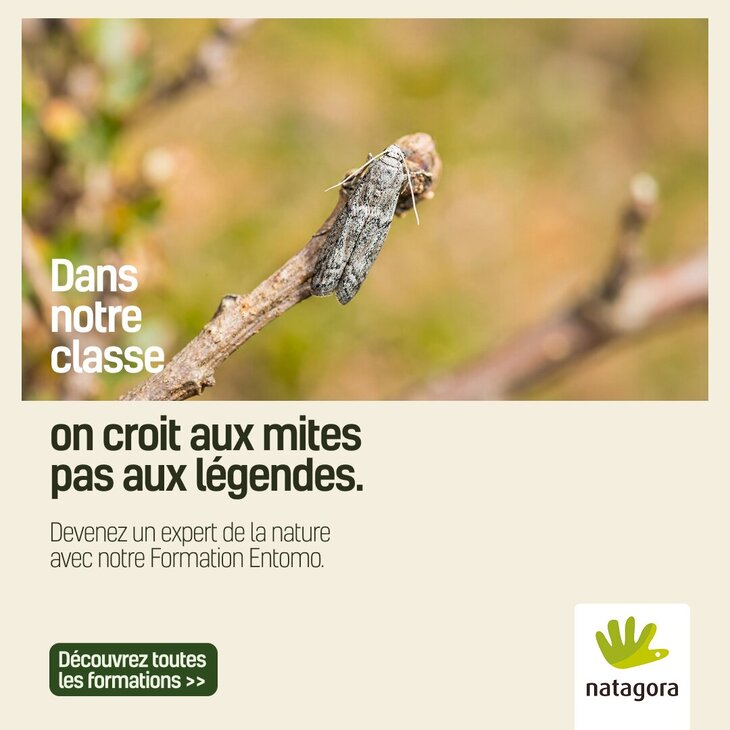 Stages,cours Formations naturalistes pour adultes l entomologie (Module Spécialisation)