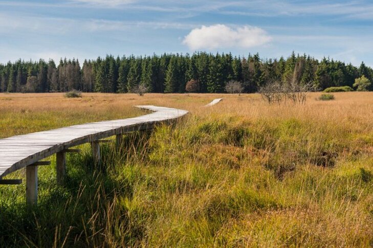 Loisirs Promenade : balade cueillette dans Hautes Fagnes