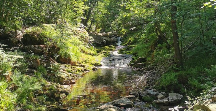 Loisirs Promenade cueillette dans Vallée la Hoëgne