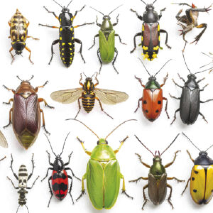 Conférences Les insectes : pattes, utiles si fascinants / Francis
