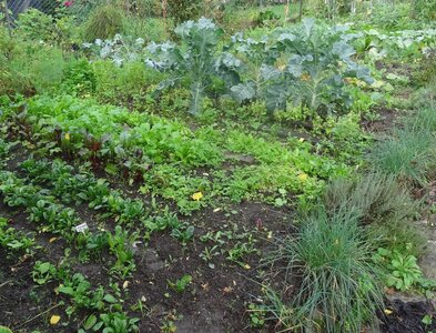 Stages,cours Semis légumes d hiver