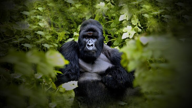 Expositions Exposition : Un héritage vivant – 100 du Parc national Virunga