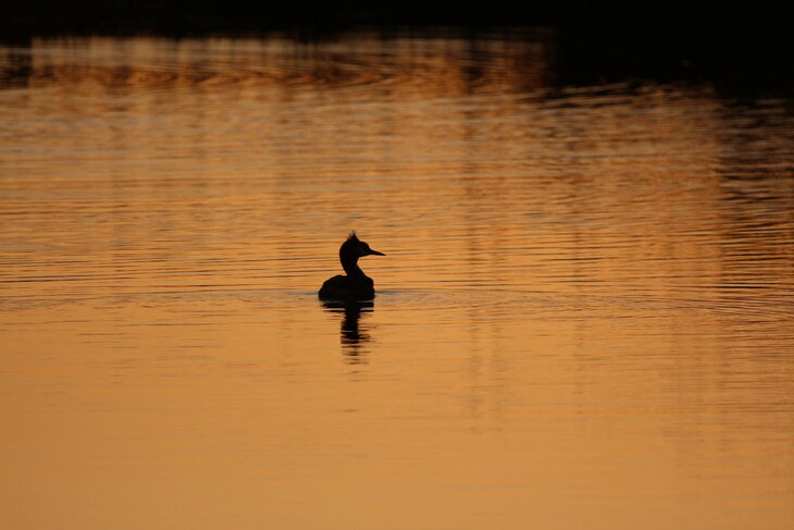 Loisirs Crépuscule sauvage