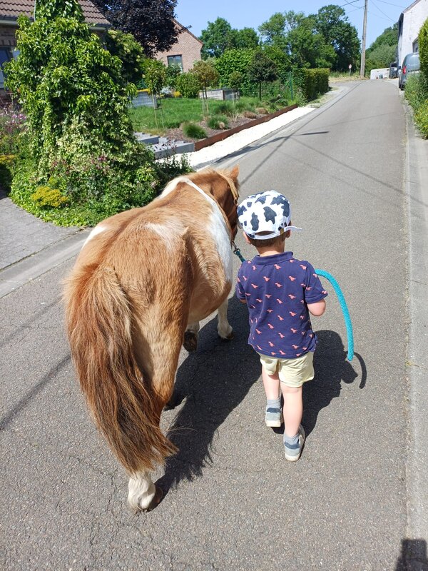 Stages,cours Découverte cheval