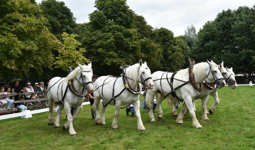 Loisirs Les amis cheval