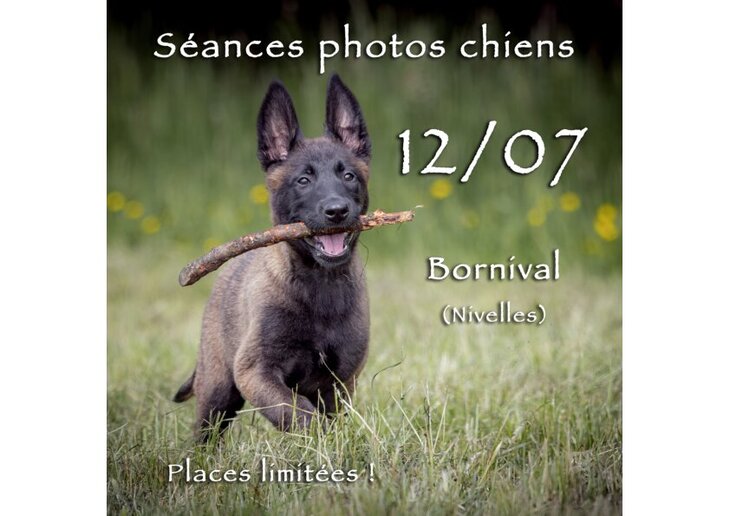 Loisirs Séances photos pour chiens