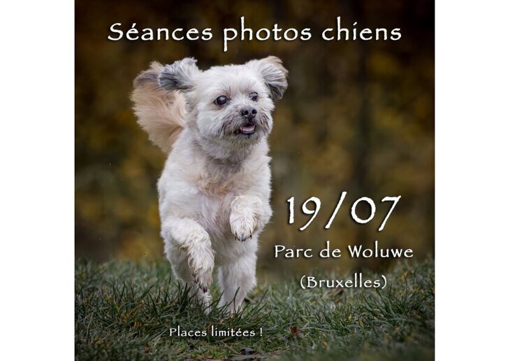 Loisirs Séances photos pour chiens