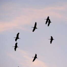Loisirs Observation migrations
