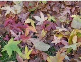 Stages,cours Reconnaître arbres automne