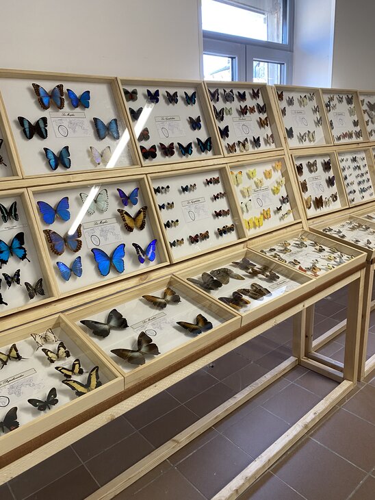 Expositions Musée insectes / papillons