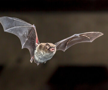Loisirs À découverte chauves-souris
