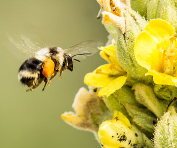 Loisirs Entre fleurs pollinisateurs