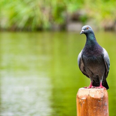 Loisirs Balade le thème Les oiseaux nos jardins leurs comportements avec Amis d