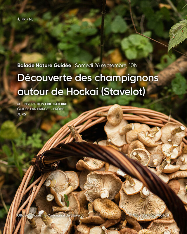 Loisirs Balade Nature Guidée Découverte champignons autour Hockai (Stavelot)
