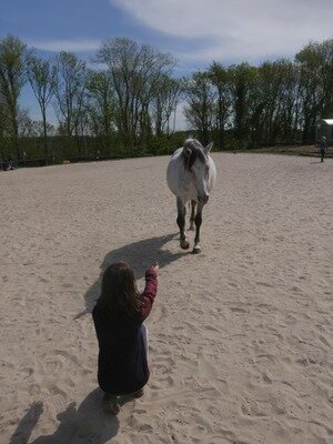 Stages,cours Sbv26 : Rencontre avec chevaux