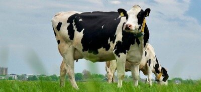 Conférences Ciné-débat : monde sans vaches