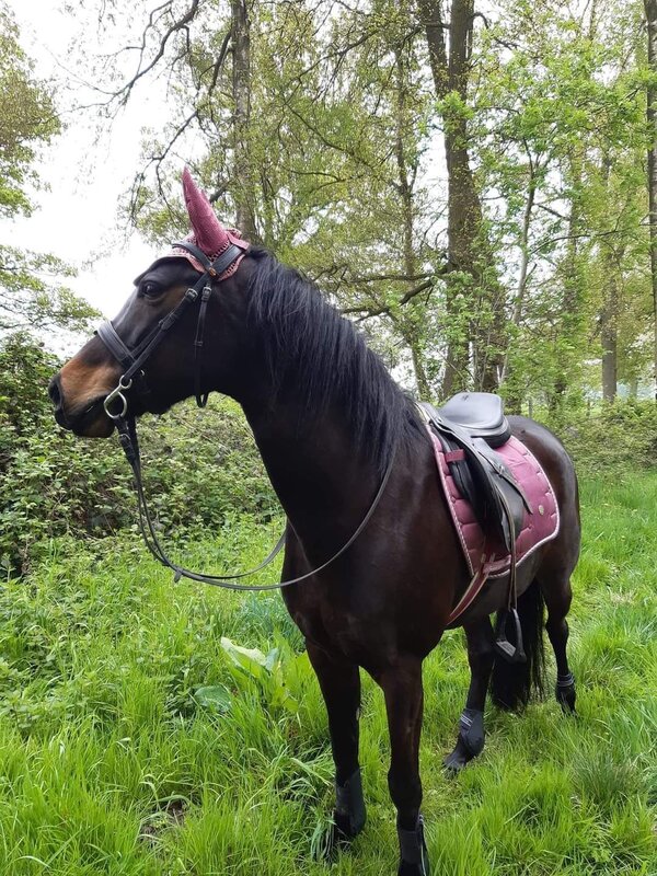 Stages,cours Stage d équitation