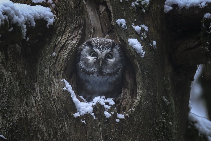 Spectacles Cinépapote chant forêts  Vincent Munier