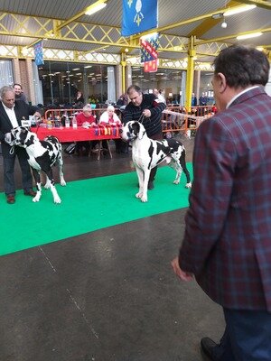 Expositions Exposition Canine