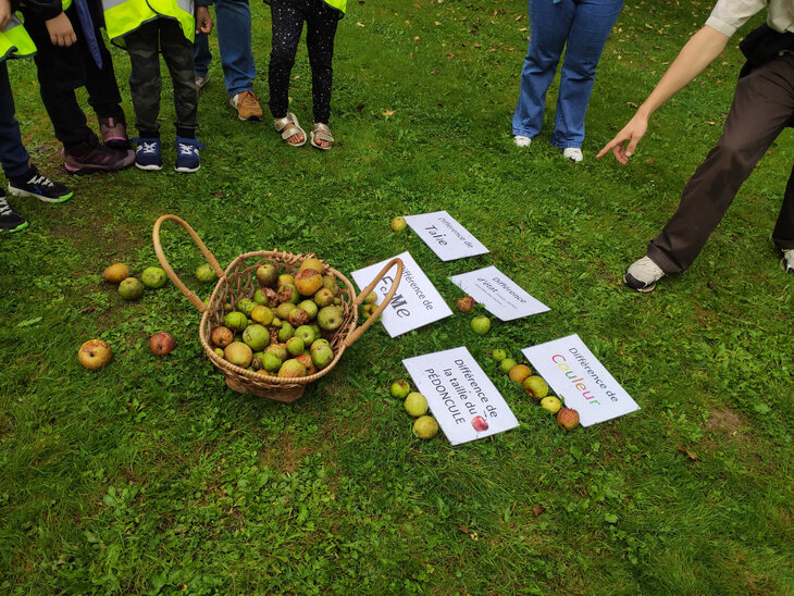 Stages,cours Atelier tandem -  Autour la pomme 