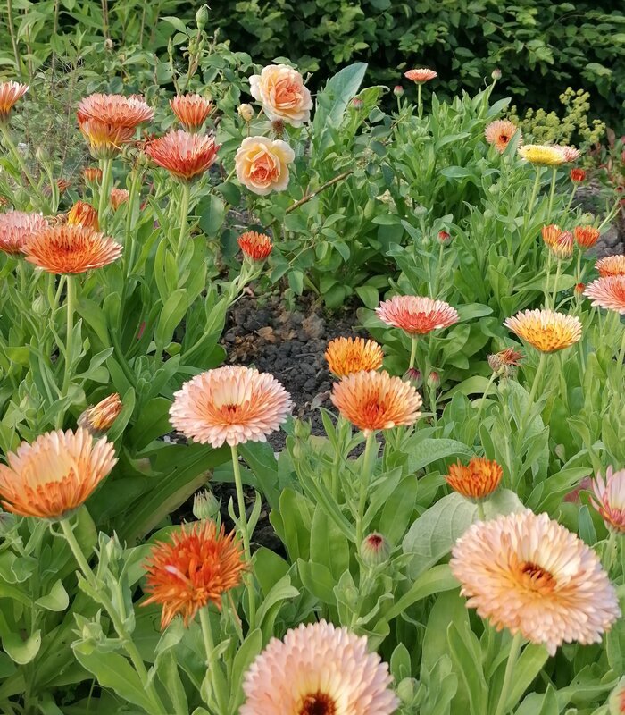 Loisirs Jardin ouvert premier dimanche mois d août