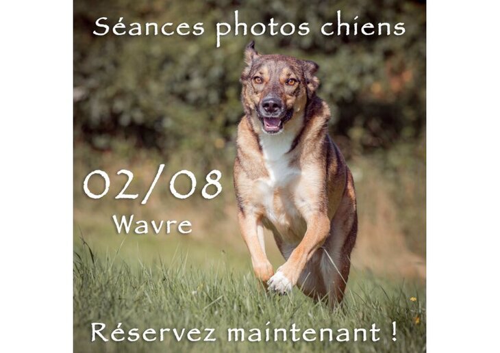 Loisirs Séances photos pour chiens Bois Beumont